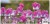 bc91030c0a7f16995c4516cd6a9710dc