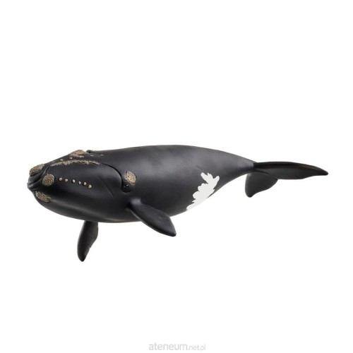 Przejdź do produktu SCHLEICH_FIG_WILD LIFE_WIELORYB BISKAJSKI