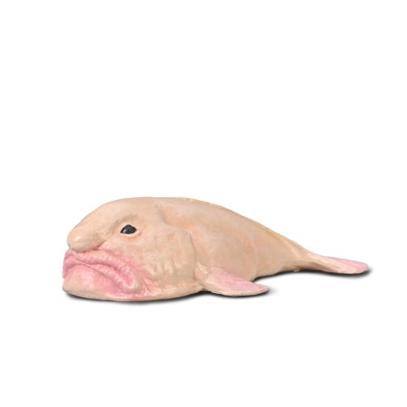 COLLECTA PSYCHOROLUTES MARCIDUS.jpg