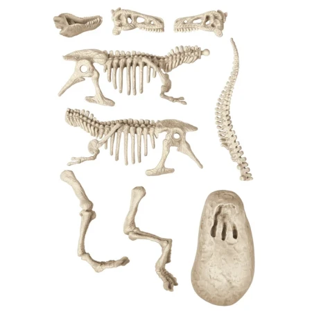 Clementoni Naukowa zabawa. Skamieniałości. T-Rex f 4.webp