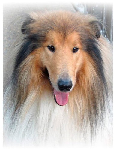 Przejdź do produktu Mozaika diamentowa 5D - Lassie 40x30cm