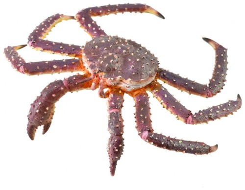 Przejdź do produktu King crab 88851 COLLECTA